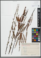 Foto von Salix viminalis L.